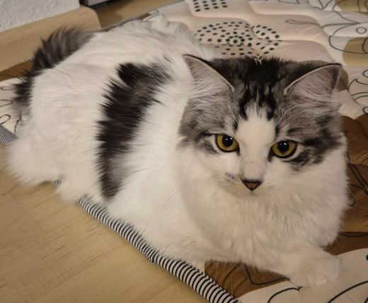 Ragdoll-Mix, Weiß Grau Schwarz
