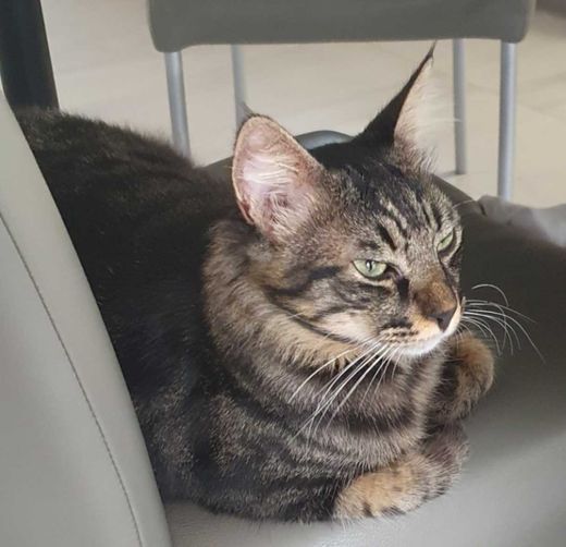 Maine Coon-Mix, Braun,schwarz gestreift