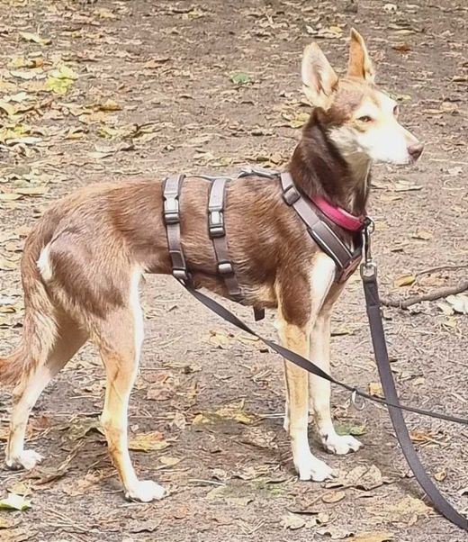Podenco-Mix, Braun Beige