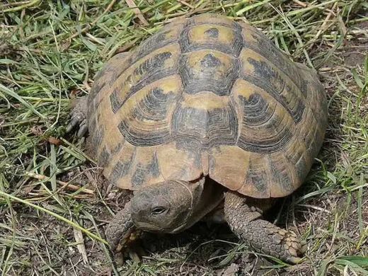 Griechische Landschildkröte, braun grau
