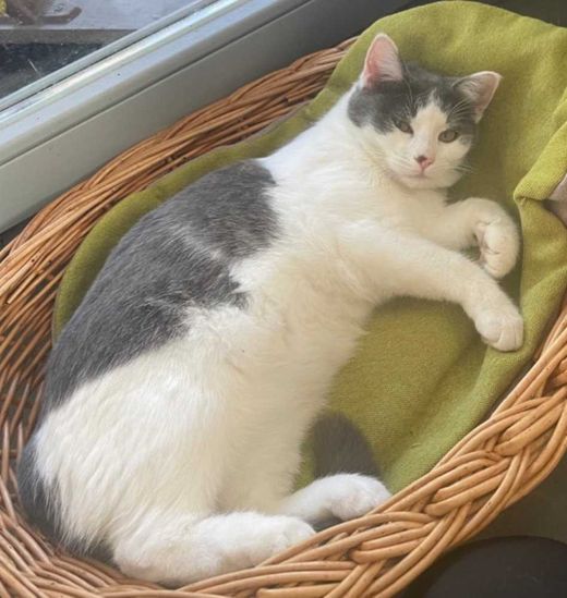 Ragdoll, weiß mit grau
