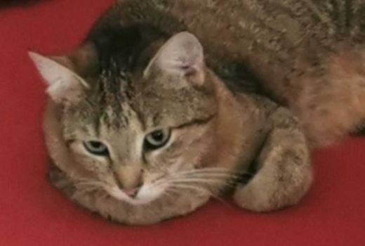 Hauskatze, grau getigert