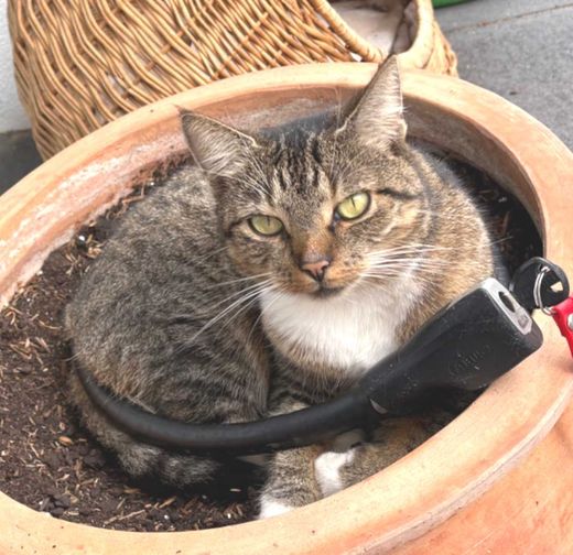 Hauskatze, grau getigert mit weiß