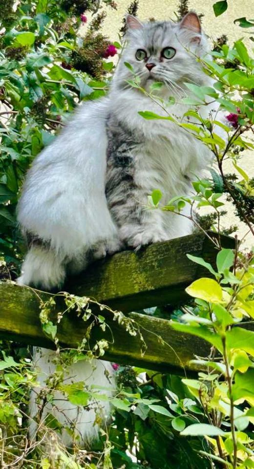 Maine Coon-Perser-Mix, grau-weiß