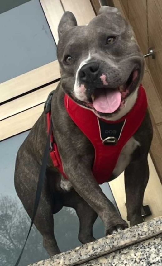 American Bulldog, grau mit weißen Abz.