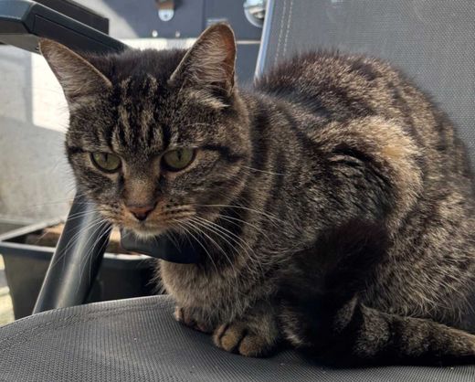 Europäisch Kurzhaar, black-tabby getigert