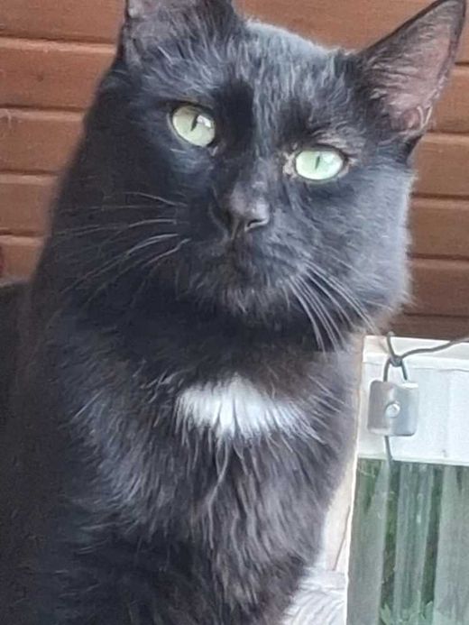 Europäische Langhaarkatze-Mix, schwarz