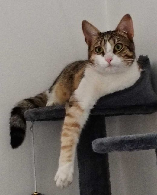 Hauskatze, Tricolor
