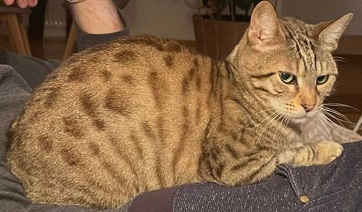 Bengal Cat, grau schwarz