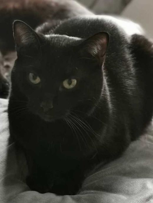 Hauskatze, schwarz