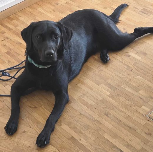 Labrador Arbeitslinie, Schwarz