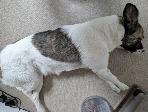 Mischlingshund, Weiß mit braunen Flecken