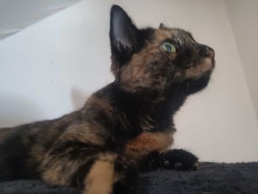Hauskatze, schildplatt braun