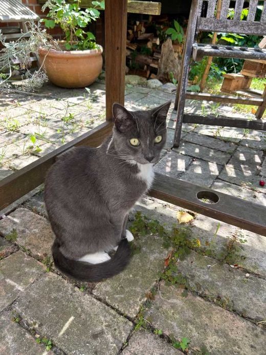 Hauskatze, grau-weiß