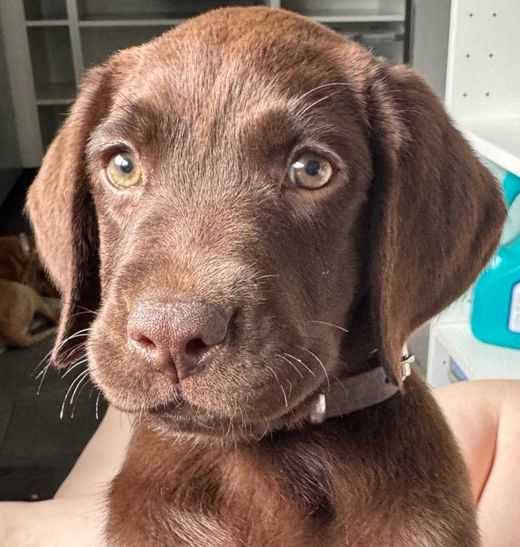 Labrador Retriever, braun