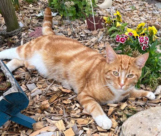 Maine Coon-Mix, orange gestromt