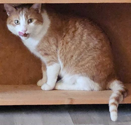 Hauskatze, rot getigert mit weiß