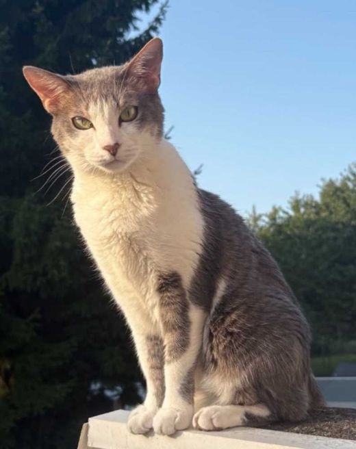 Arabischer Mau-Mix, Blue Tappy