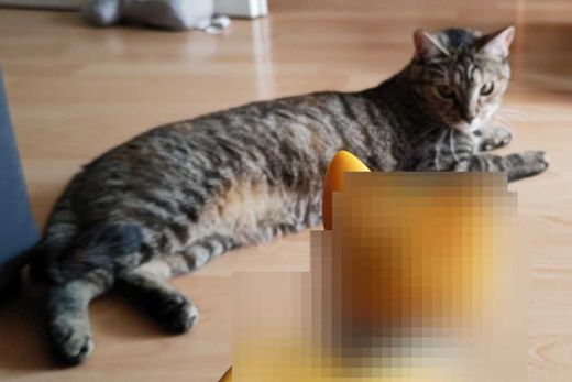 Europäisch Kurzhaar, grau-braun-rötli getigert