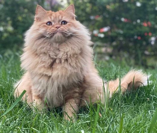 Maine Coon, orange