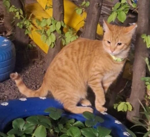 Mix gelb, Tiger