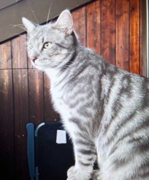 Maine Coon-Siam-Mandarin-Mix, grau getigert
