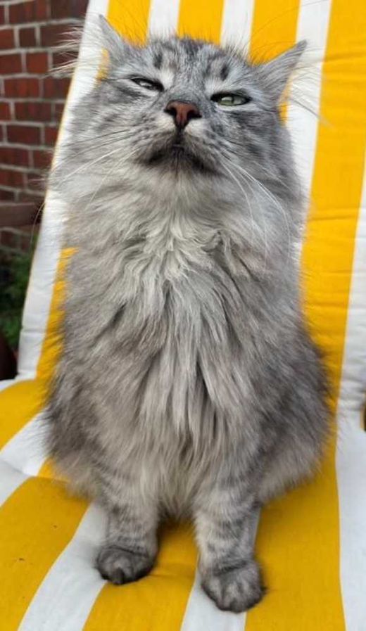 Europäische Langhaarkatze, grau