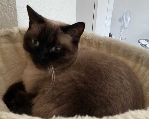 Britisch Kurzhaar, beige mit grau
