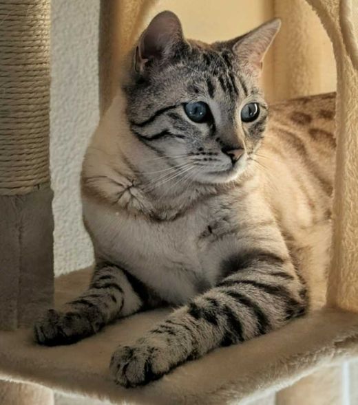 Bengal Cat, seal lynx point
