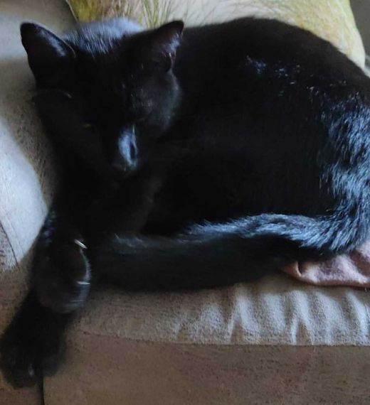 Hauskatze-Mix, schwarz
