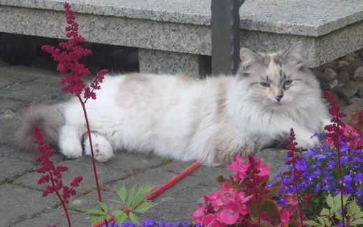Sibirische Waldkatze, seal-silver torbie mc whi