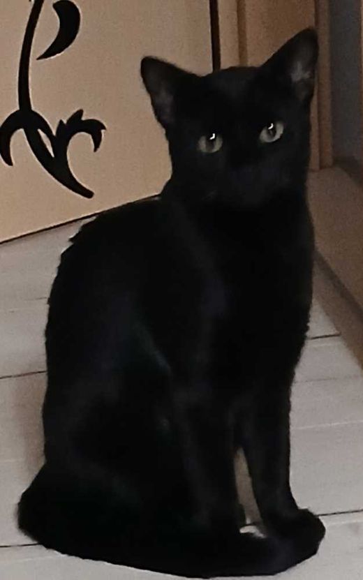 Europäisch Kurzhaar, schwarz
