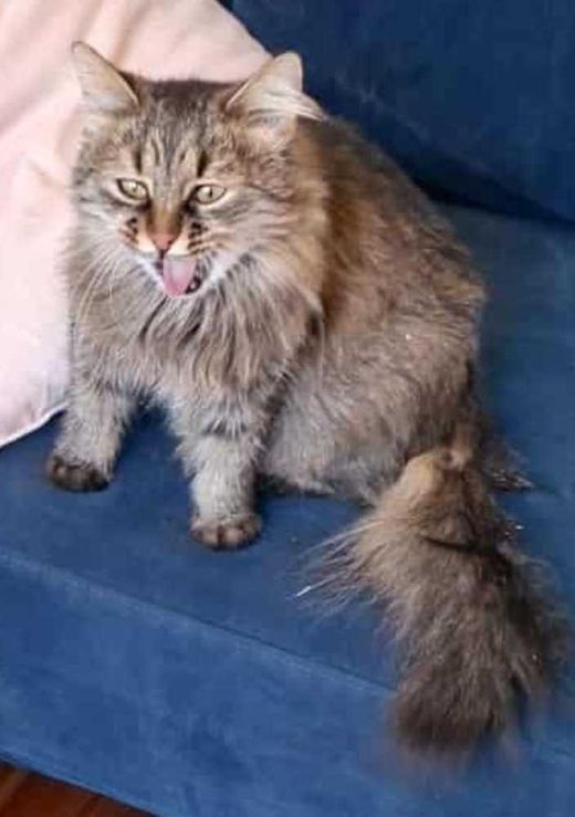 Angorakatze, grau-beige-schwarz tabby