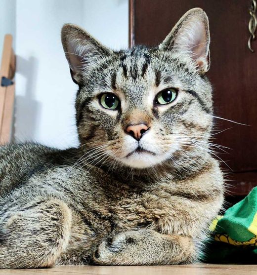 Hauskatze, grau getigert