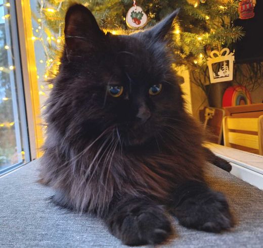 Mischling, Schwarz