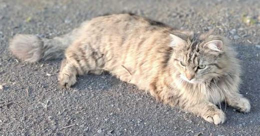 Hauskatze,getigert, getigert