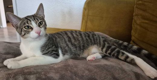 Hauskatze, Grau getigert und weiß