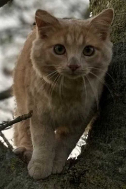 Maine Coon-Hauskatze-Mix, beige