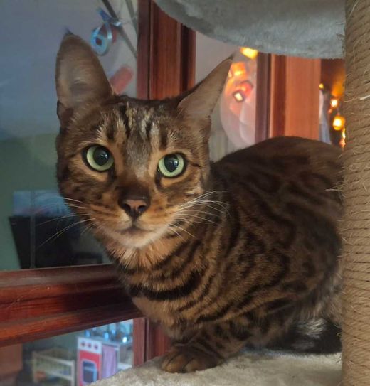 Bengal Cat, Bengal