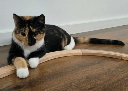 Hauskatze, tricolor