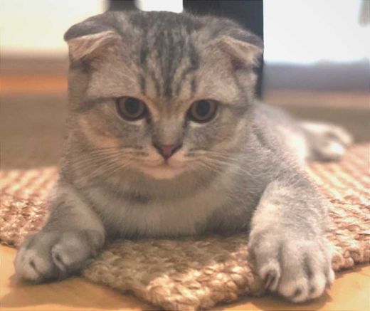 Scottish Fold, grau gestreift