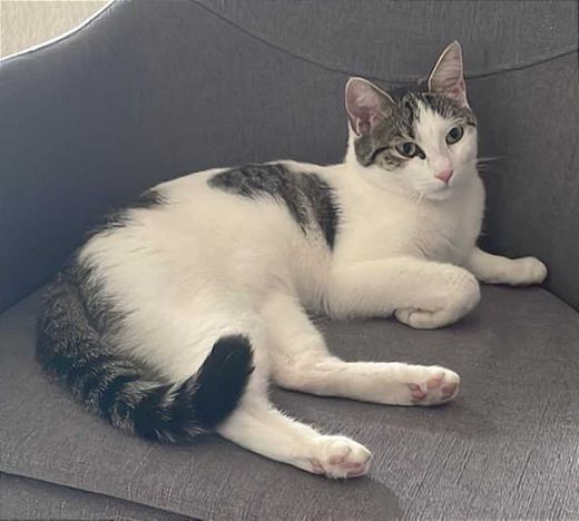 Hauskatze, weiß, getigerte Flecken