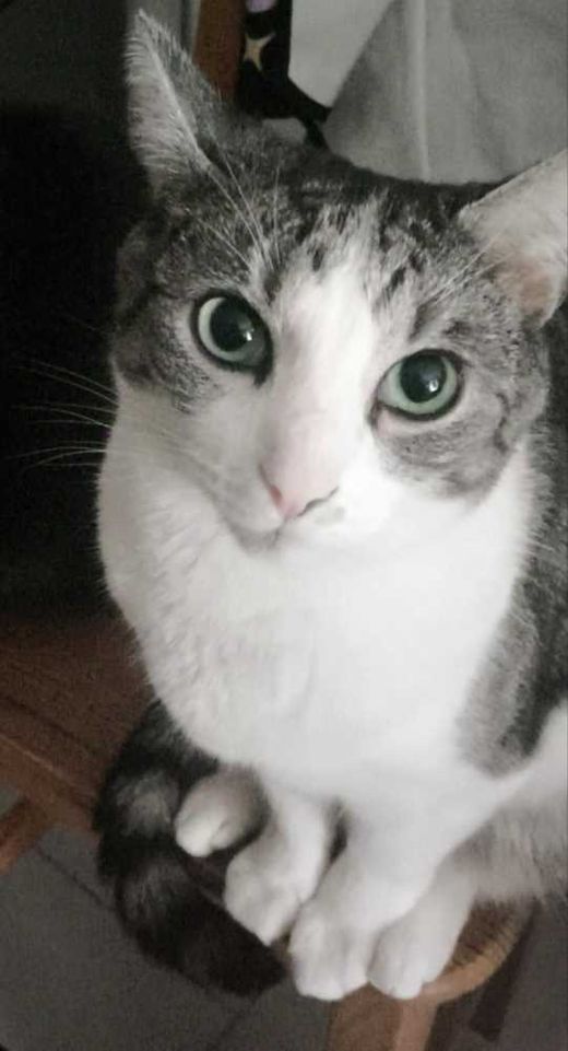European Shorthair Cat, tabby gray-white