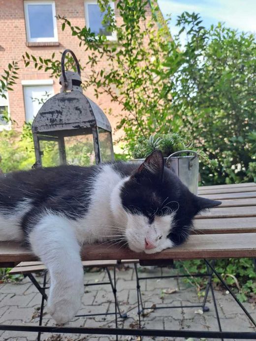 Norwegische Waldkatze-Mix, black-white
