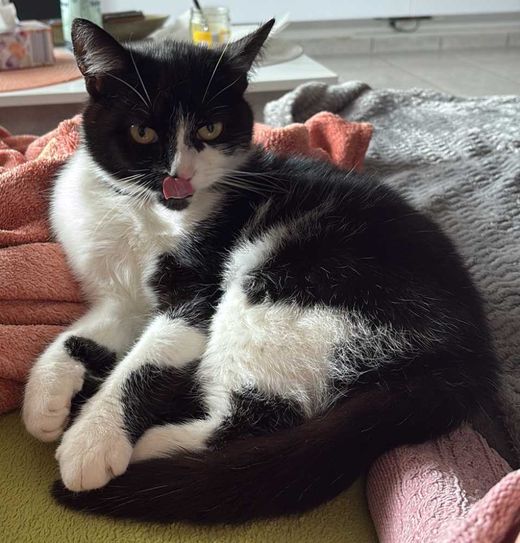 Hauskatze, schwarz-weiß