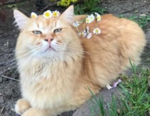 Sibirische Waldkatze, red-tabby-creme