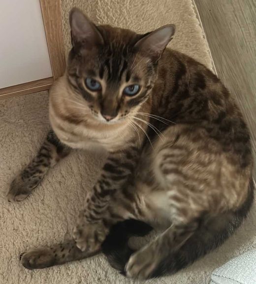 Bengal Cat, beige gefleckt
