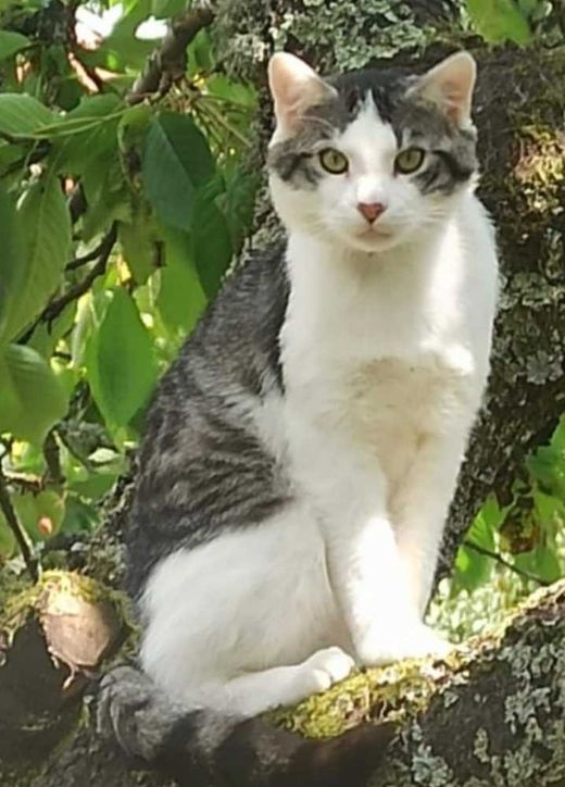 Mischling, schwarz weiß