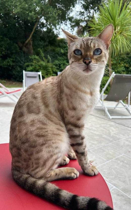 Bengal Cat, weiß