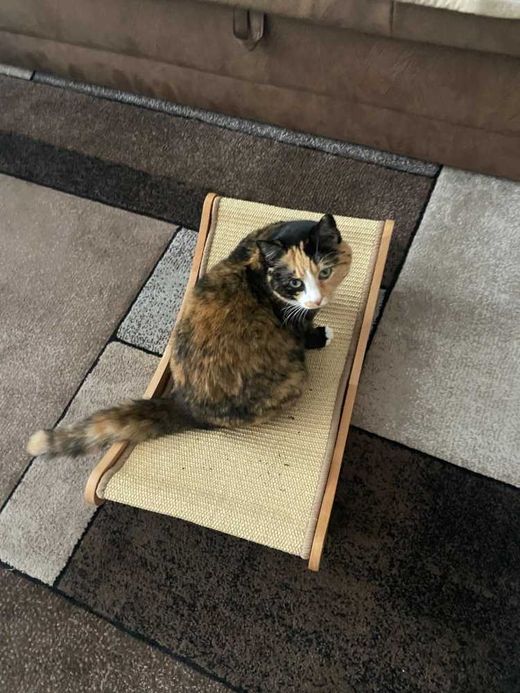 Hauskatze, orange schwarz weiß